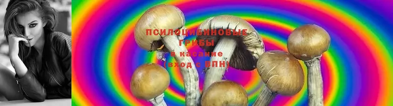 купить  сайты  Каспийск  Псилоцибиновые грибы Magic Shrooms 